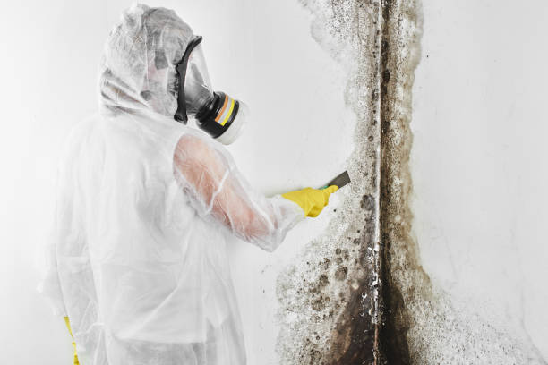 Best Mold Damage Repair  in Ione, CA