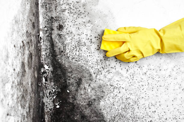 Mold Testing and Removal in Ione, CA