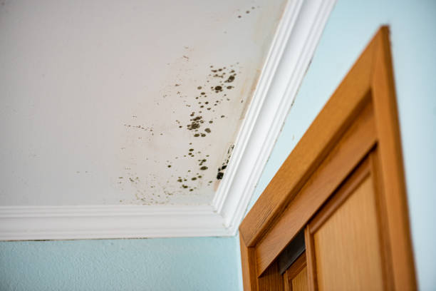 Best Mold Testing  in Ione, CA