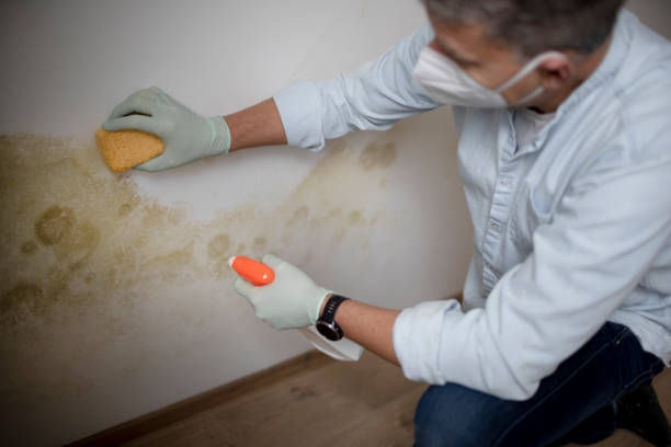 Best Mold Damage Repair  in Ione, CA