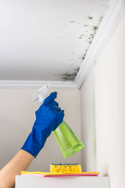 Best Residential Mold Removal  in Ione, CA