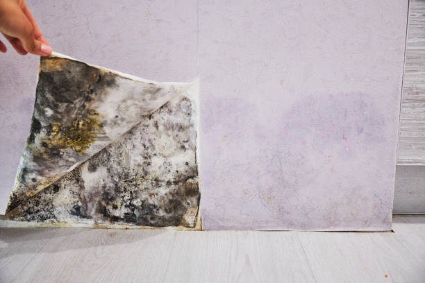 Best Mold Remediation  in Ione, CA